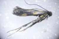 Euspilapteryx auroguttella