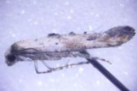 Epermenia aequidentella
