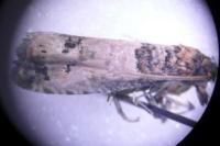 Notocelia incarnatana