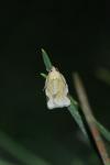 Paramesia gnomana