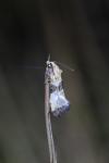 Eupoecilia angustana