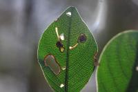 Bucculatrix frangutella
