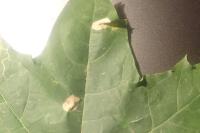 Phyllonorycter joannisi