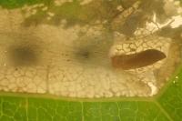 Phyllonorycter joannisi