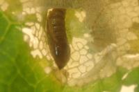 Phyllonorycter joannisi