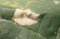 Phyllonorycter joannisi