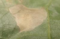 Phyllonorycter joannisi
