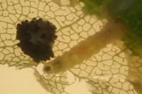 Phyllonorycter joannisi