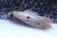Tinea trinotella