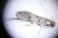 Borkhausenia fuscescens