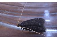 Homaloxestis briantiella