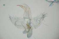 Borkhausenia fuscescens