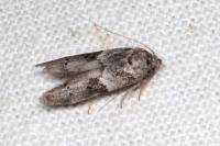 Blastobasis glandulella