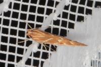 Pyroderces argyrogrammos