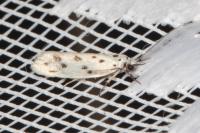 Ethmia dodecea