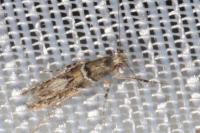 Acrocercops brongniardella