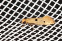 Tinea trinotella