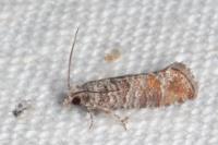 Clavigesta sylvestrana