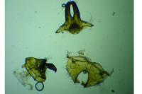 Scythris subcinctella