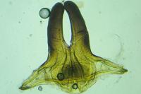 Scythris subcinctella