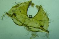 Scythris subcinctella