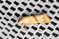 Cochylimorpha hilarana
