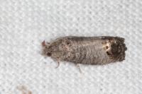 Cydia pomonella