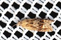 Eucosma aspidiscana