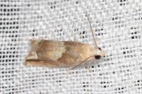 Eucosma conterminana