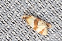 Phalonidia albipalpana