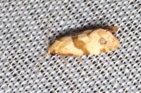 Phalonidia contractana