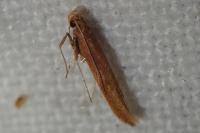 Caloptilia betulicola