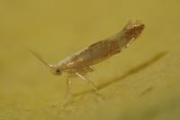 Argyresthia albistria