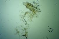 Argyresthia albistria