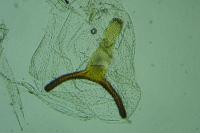 Argyresthia albistria