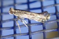 Parornix betulae