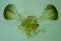 Parornix betulae