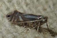 Phyllonorycter rajella