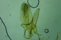 Phyllonorycter rajella