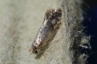 Nemapogon cloacellus