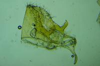 Nemapogon cloacellus