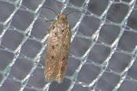 Bryotropha