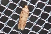 Bryotropha
