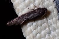 Elatobia fuliginosella