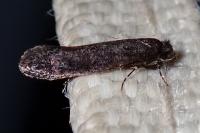 Elatobia fuliginosella