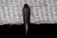 Elatobia fuliginosella