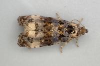 Endothenia marginana