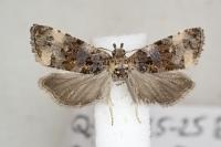 Endothenia marginana