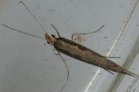 Plutella xylostella