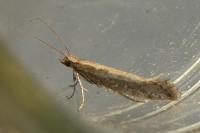 Plutella xylostella